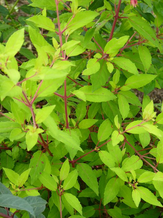 Fuchsia magellanica 'Aurea'